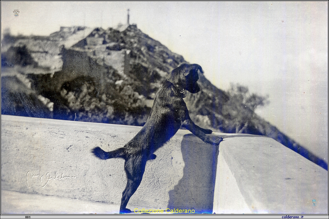 Zorro il cane di Don Domenico Dammiano.jpg