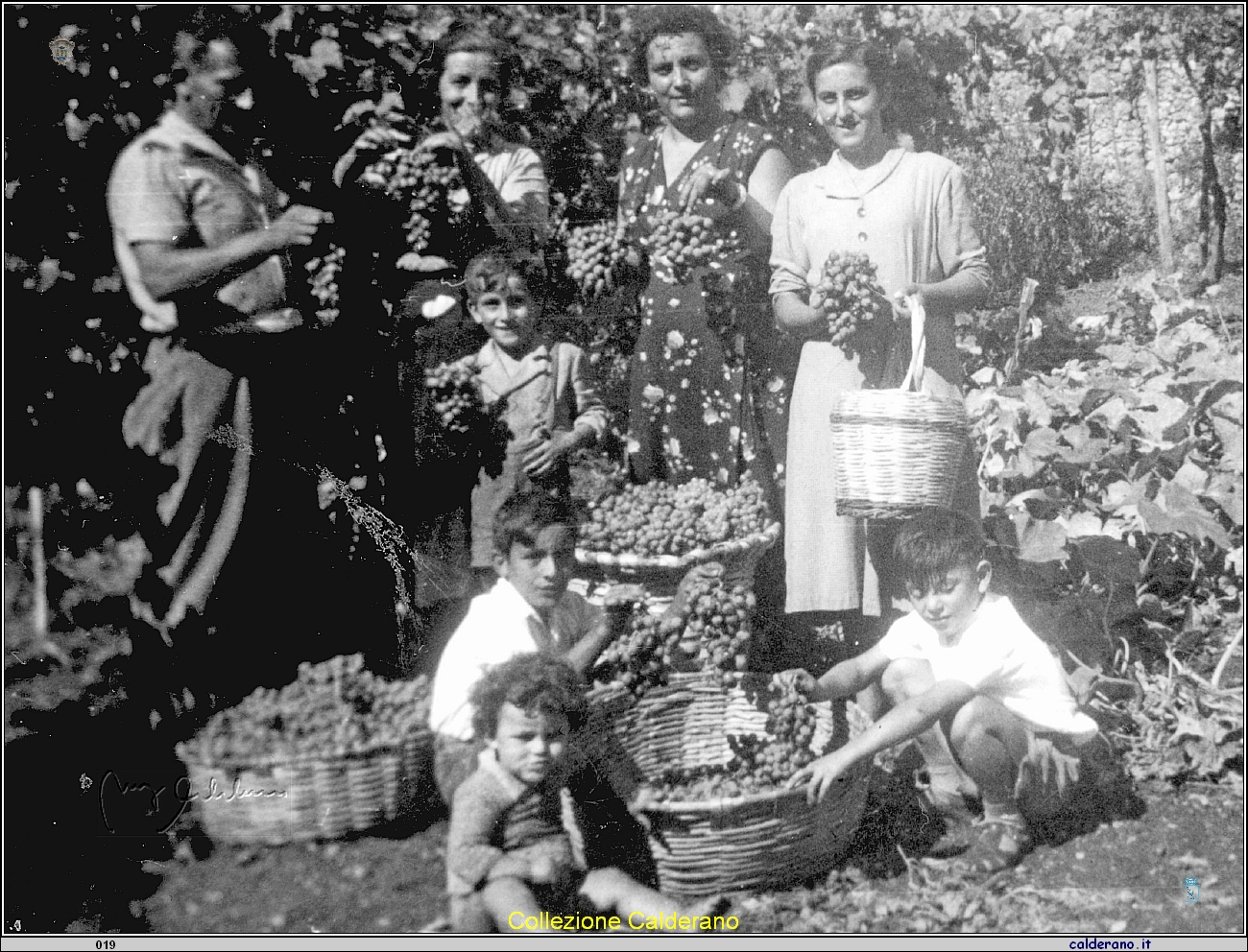 La vendemmia della Famiglia Apicella .jpg