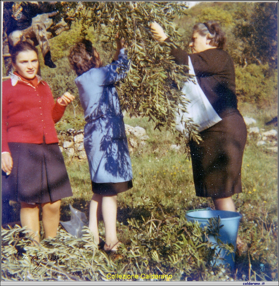 Liliana, Zietta e Beatrice alla raccolta delle olive.jpg