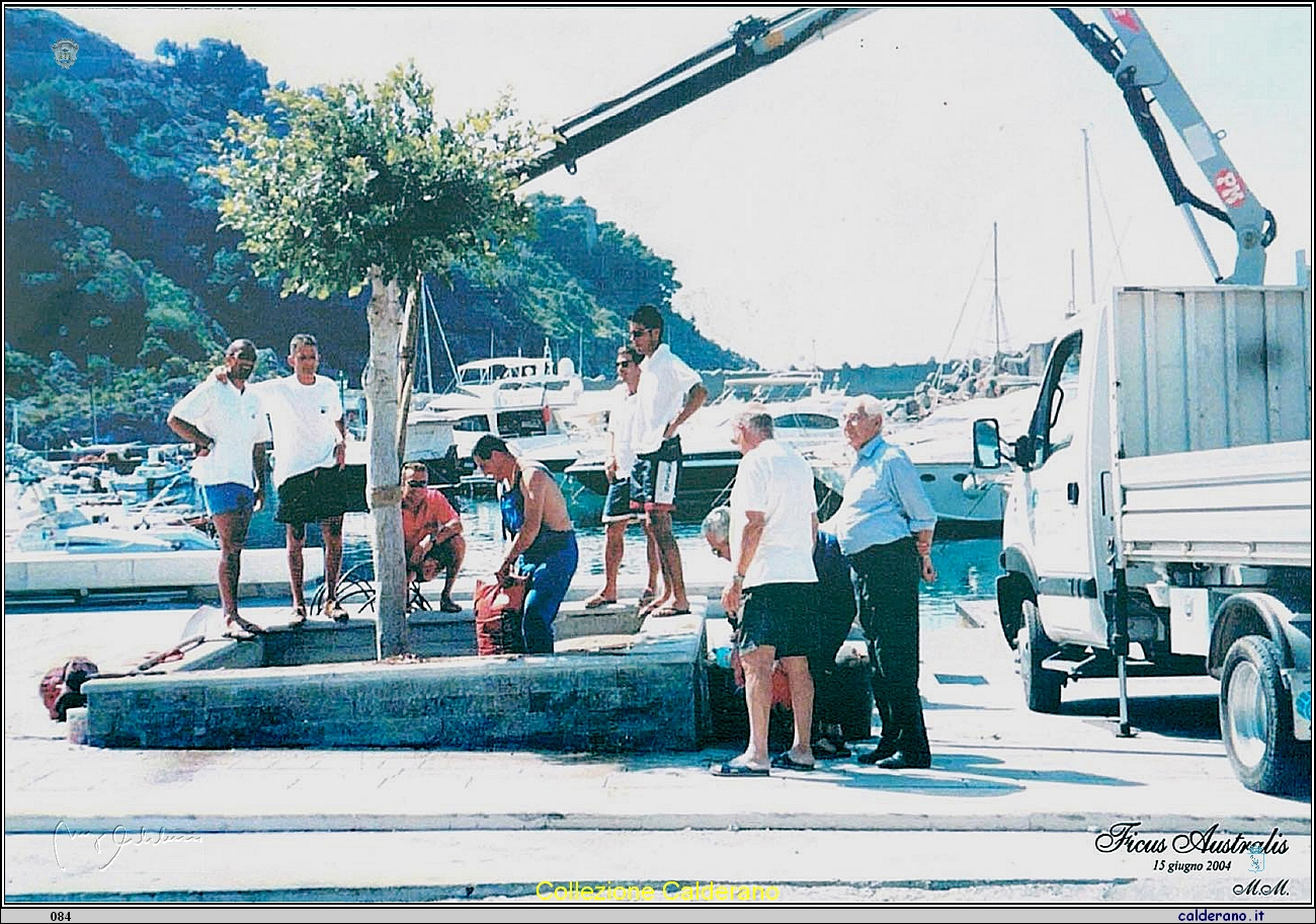 Il Ficus Australis viene piantato al Porto 2004.jpg