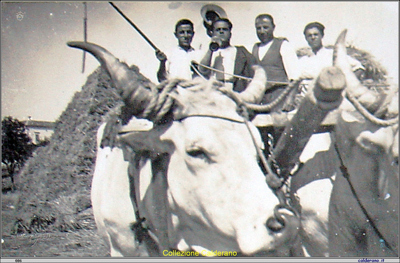 Pasquale Epifanio Iannini con i buoi.jpg