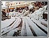 Nevicata al Porto 10 1982.jpg