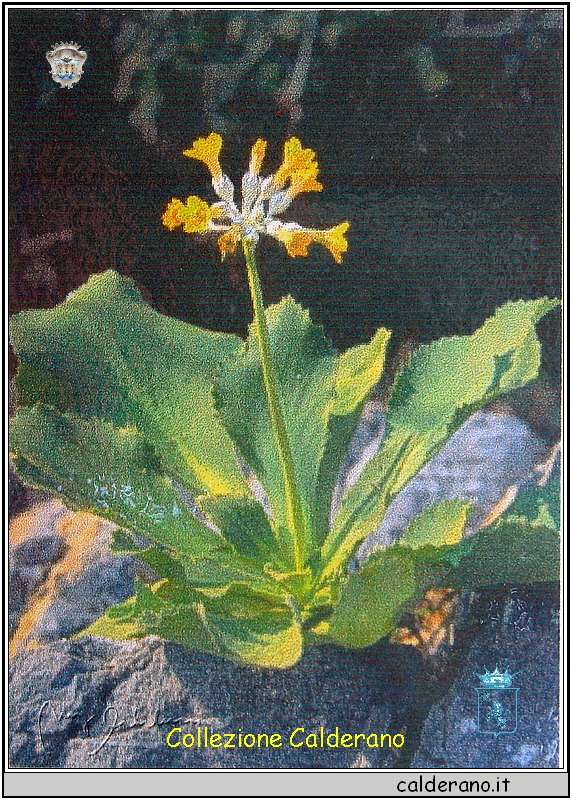 Primula Palinuro.jpg