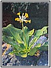 Primula Palinuro.jpg