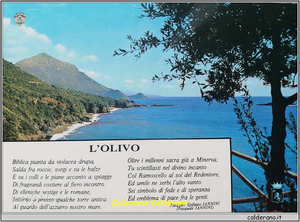 L'olivo di Pasquale Epifanio Iannini - Cartolina.jpg