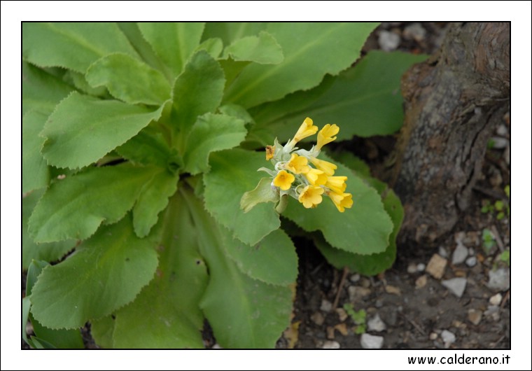 Primula Palinuro.JPG (3,42 MB)